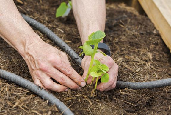 Kooilspetroleum Volunteer Planting