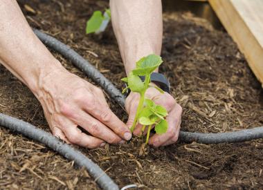 Kooilspetroleum Volunteer Planting